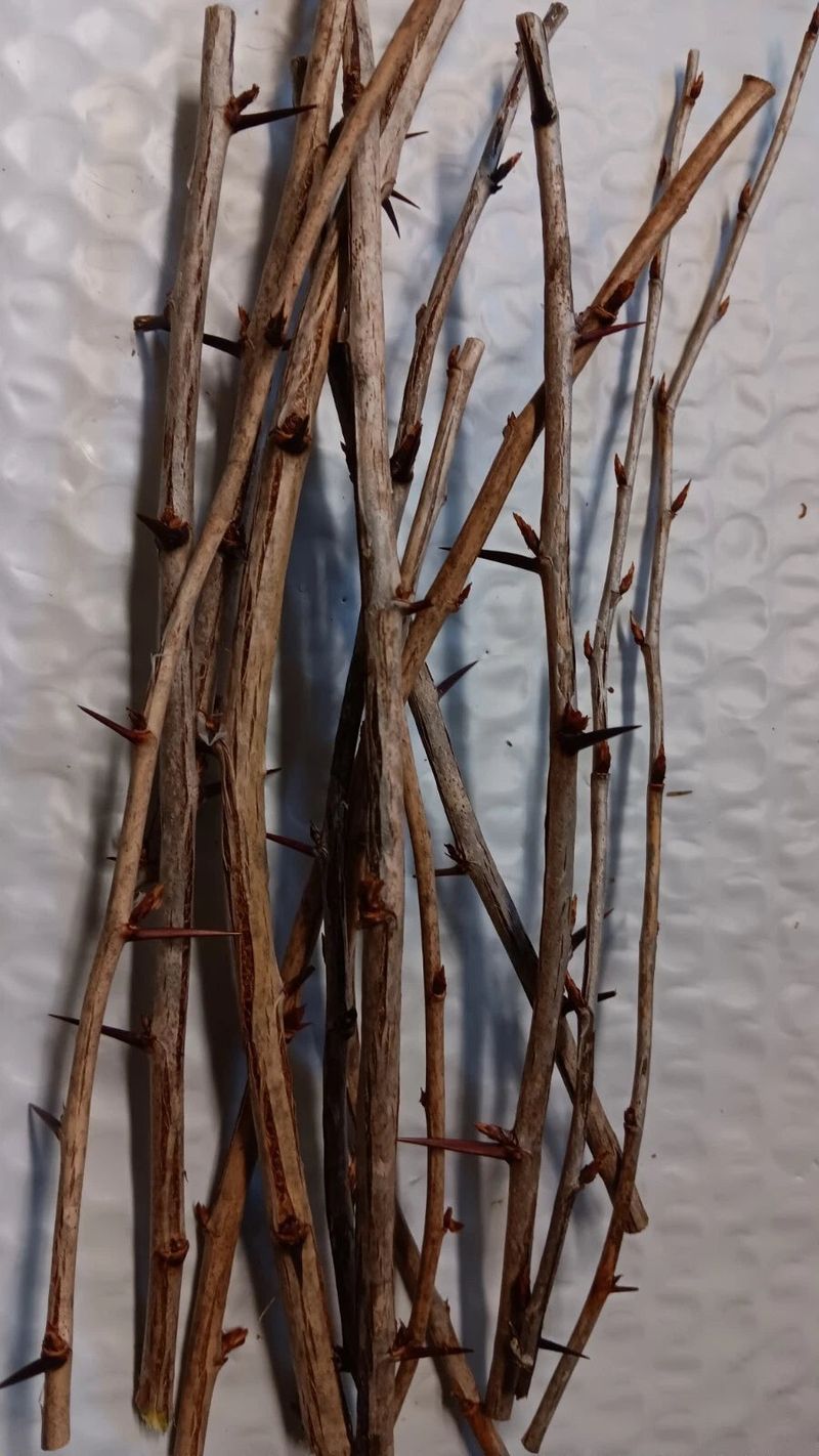 Dispose Of Cuttings Properly