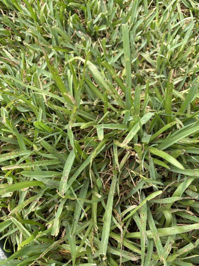 Distinguishing Gray Leaf Spot From Other Lawn Diseases