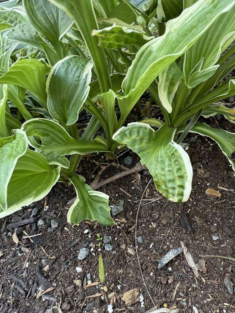 Distorted Mottled Leaves May Need Extra Caution Distorted Mottled Leaves May Need Extra Caution