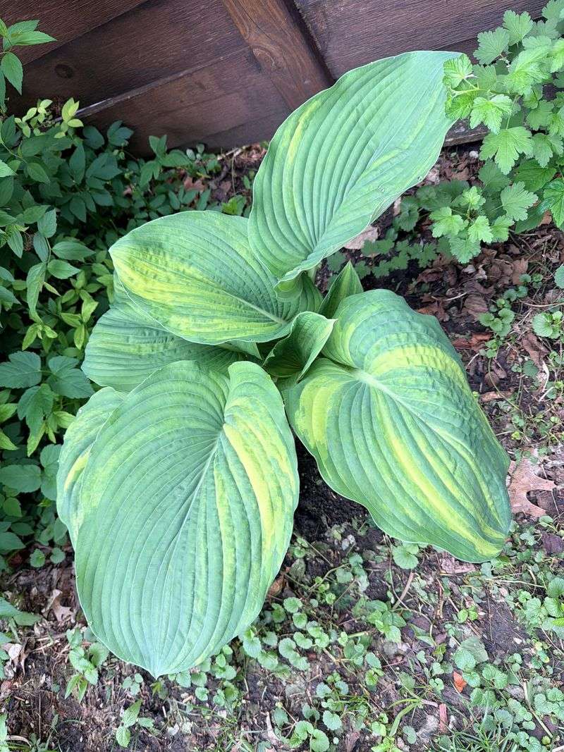 Distorted Or Streaked Leaves Need Closer Inspection Distorted Or Streaked Leaves Need Closer Inspection