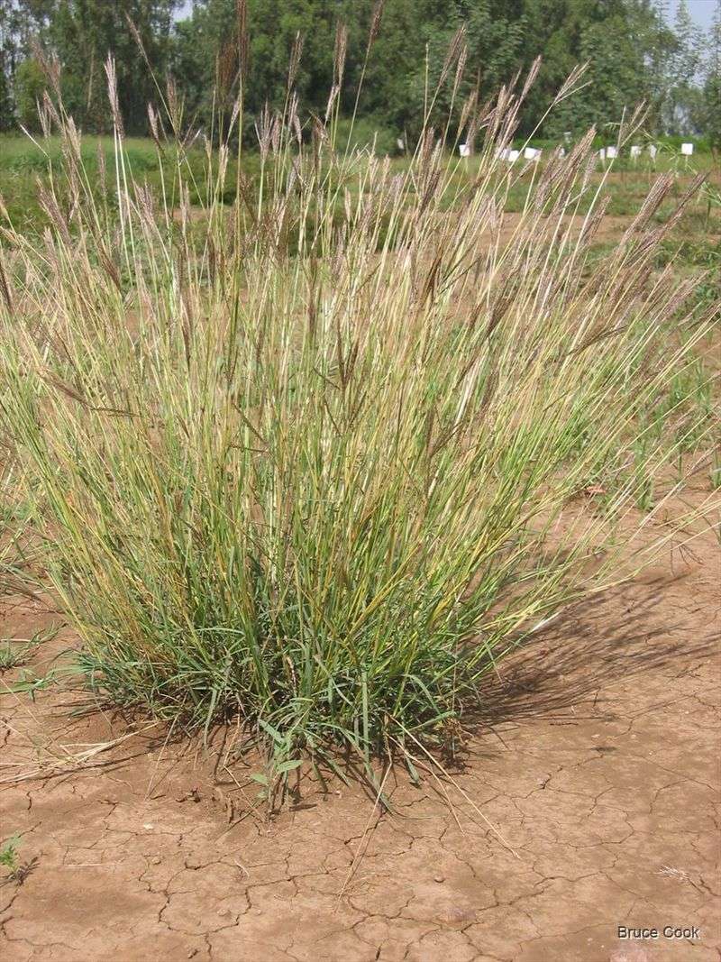 Disturbed Soil Can Help It Move In Disturbed Soil Can Help It Move In