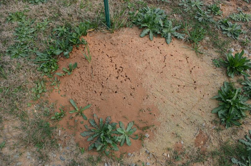 Disturbing A Mound Can Make The Problem Worse Disturbing A Mound Can Make The Problem Worse