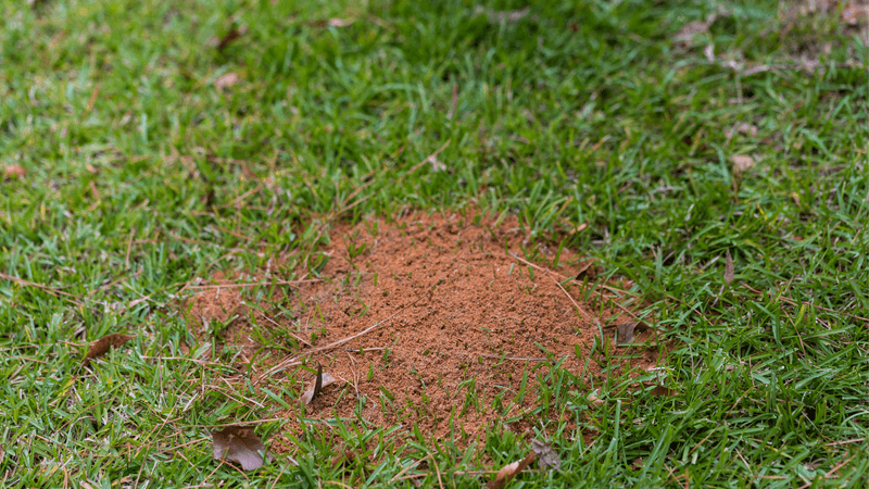 Disturbing The Mound Can Make Surviving Ants Relocate Disturbing The Mound Can Make Surviving Ants Relocate