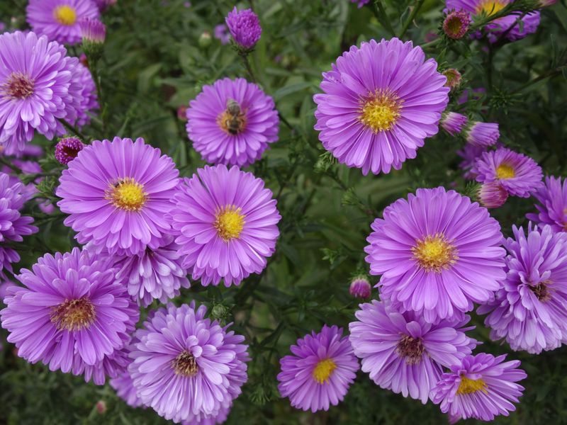 Divide Asters Now For A Fuller Fall Show