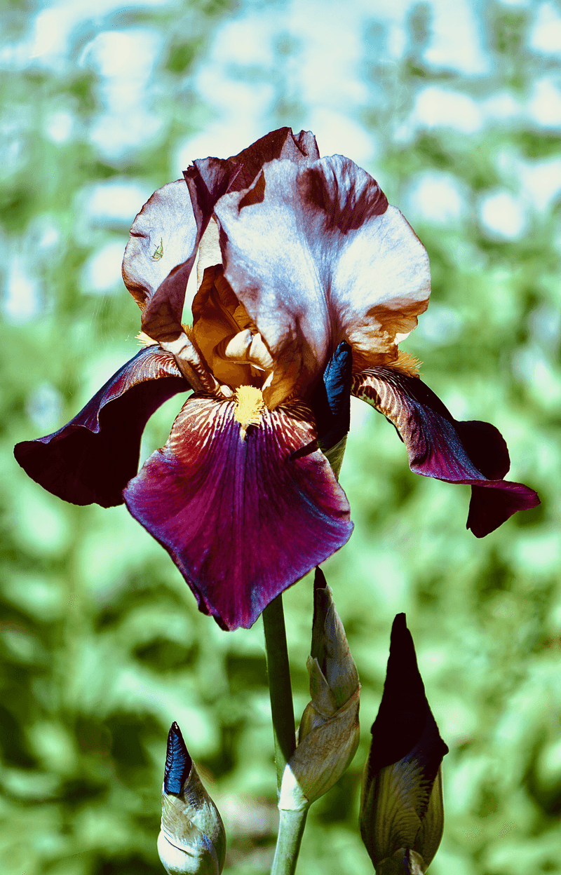 Divide Bearded Iris Now For A Better Show Next Year