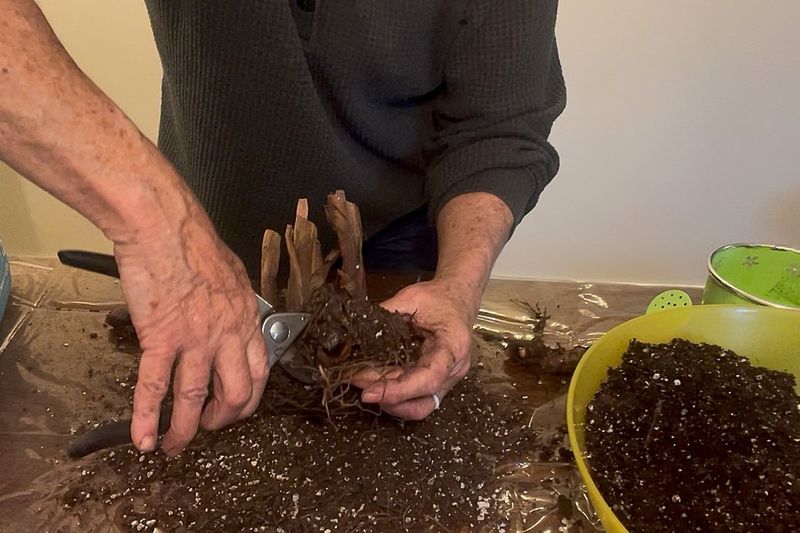 Divide Crowded Clumps For Healthier Growth