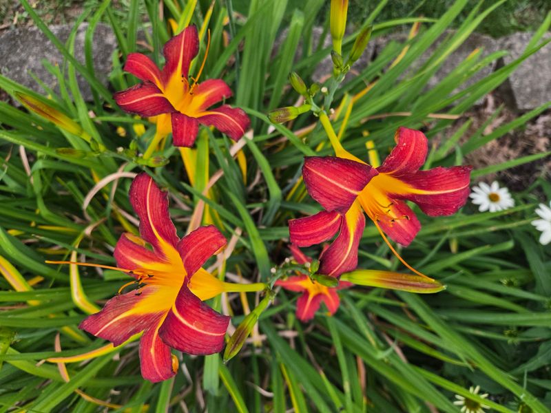 Divide Crowded Daylilies And Irises This Week Divide Crowded Daylilies And Irises This Week