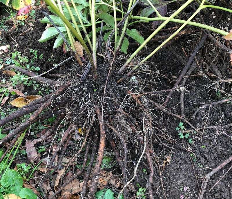Divide Crowded Plants If They Need More Space Divide Crowded Plants If They Need More Space