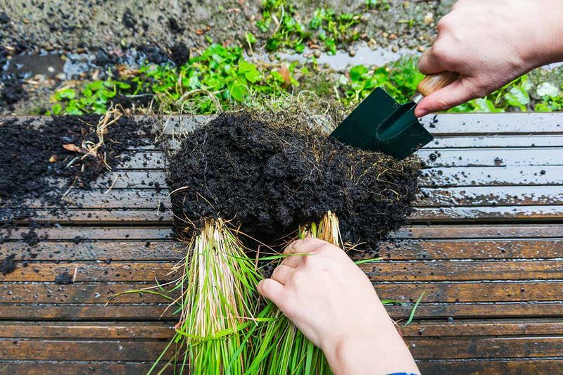 Divide Crowded Plants To Keep Them Manageable