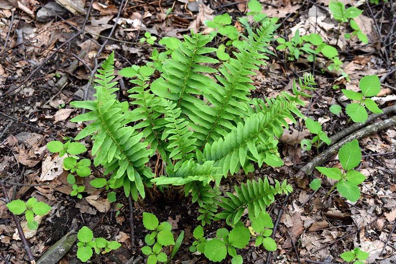 Divide Mature Clumps In Early Spring If Needed Divide Mature Clumps In Early Spring If Needed