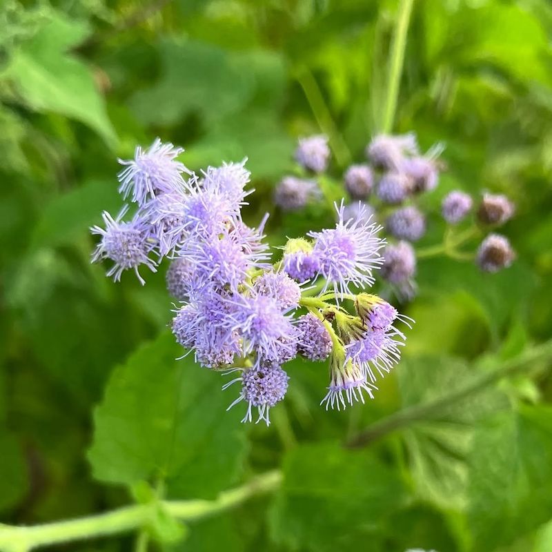 Divide Mature Clumps To Grow More Plants
