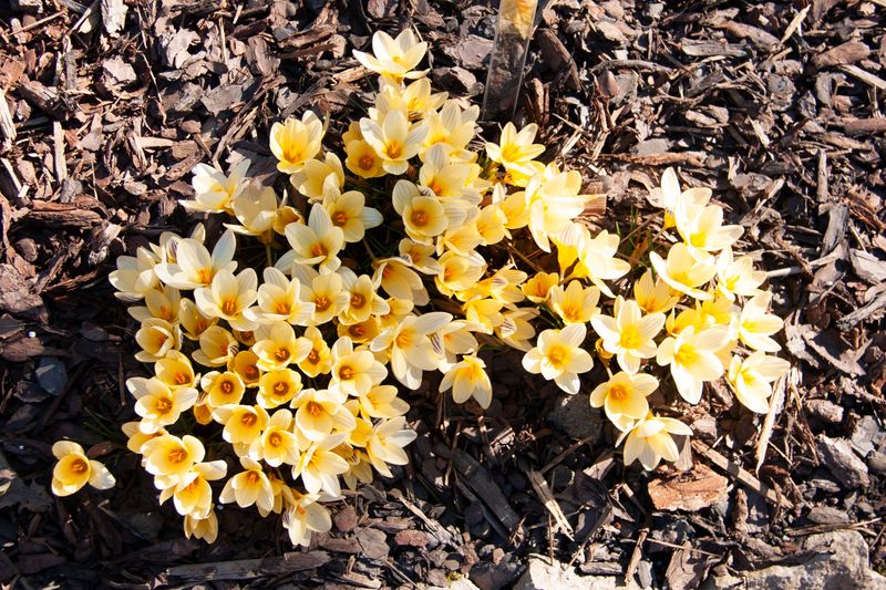 Divide Overcrowded Clumps To Rebloom Divide Overcrowded Clumps To Rebloom