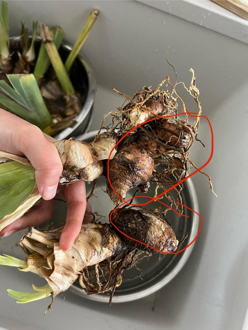Dividing And Trimming Iris Rhizomes The Right Way Dividing And Trimming Iris Rhizomes The Right Way