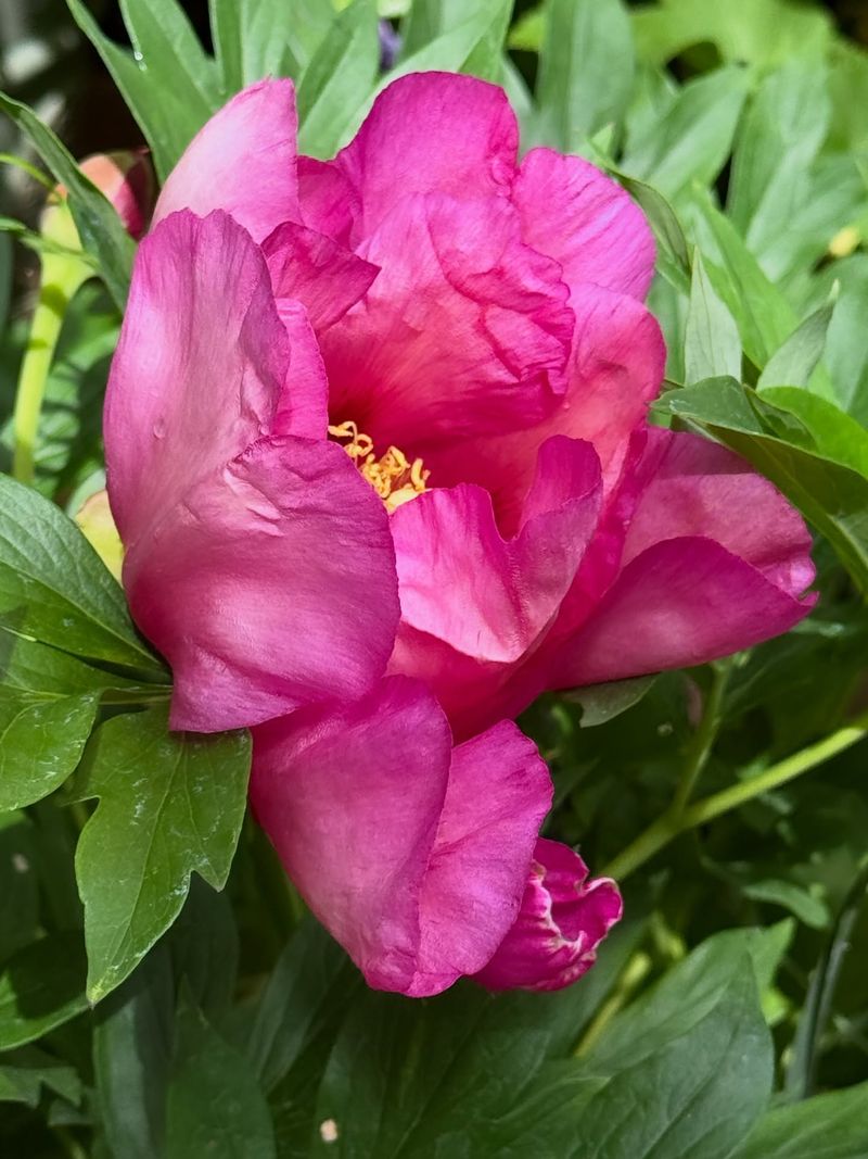 Dividing Peonies Often Delays Flowering For Several Years Dividing Peonies Often Delays Flowering For Several Years
