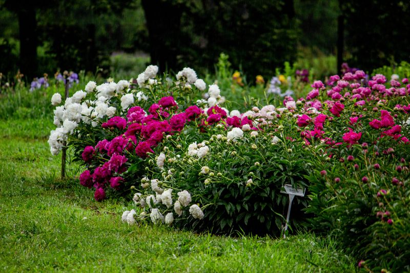 Dividing Peonies While There Is Still Time Dividing Peonies While There Is Still Time