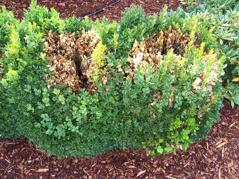 Do Not Brush Through Wet Boxwoods Do Not Brush Through Wet Boxwoods