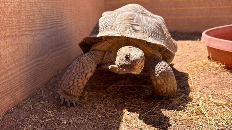 Do Not Collect A Wild Desert Tortoise