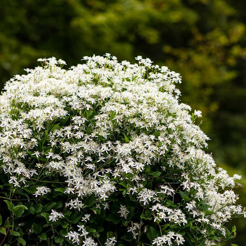 Do Not Confuse It With Invasive Sweet Autumn Clematis Do Not Confuse It With Invasive Sweet Autumn Clematis