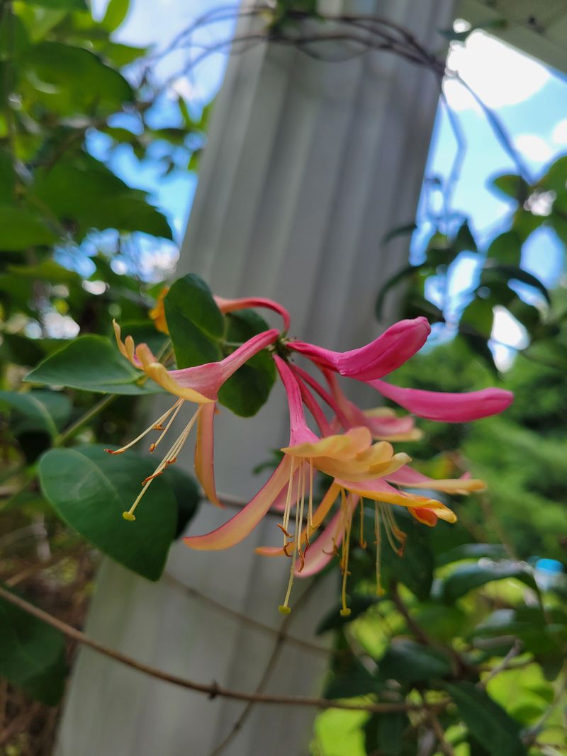 Do Not Confuse It With Japanese Honeysuckle