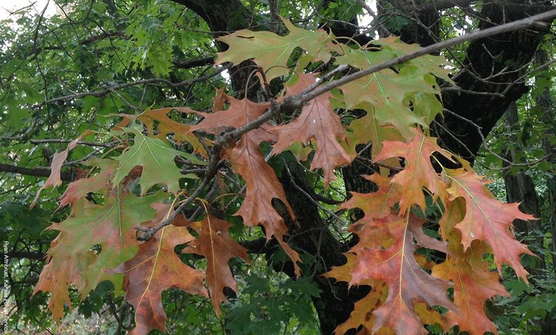 Do Not Confuse Mines With Oak Wilt Do Not Confuse Mines With Oak Wilt