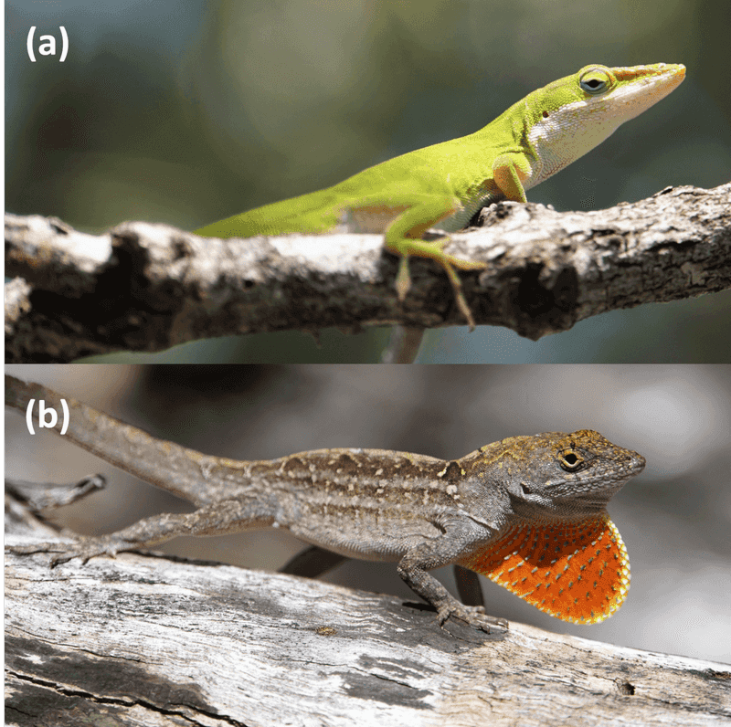 Do Not Confuse a Brown Color With a Brown Anole Do Not Confuse a Brown Color With a Brown Anole