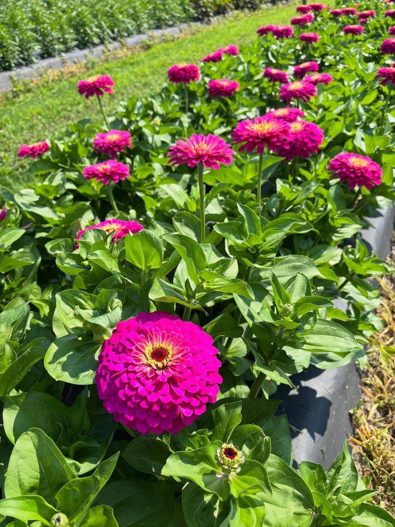 Do Not Crowd New Zinnias Into Tired August Beds Do Not Crowd New Zinnias Into Tired August Beds