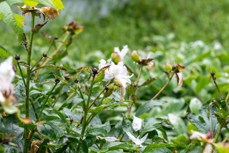Do Not Cut Peonies Down After Blooming