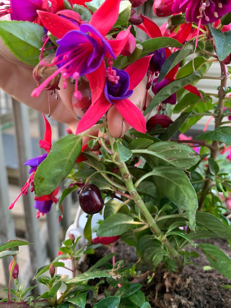 Do Not Cut The Plant Back Hard Do Not Cut The Plant Back Hard