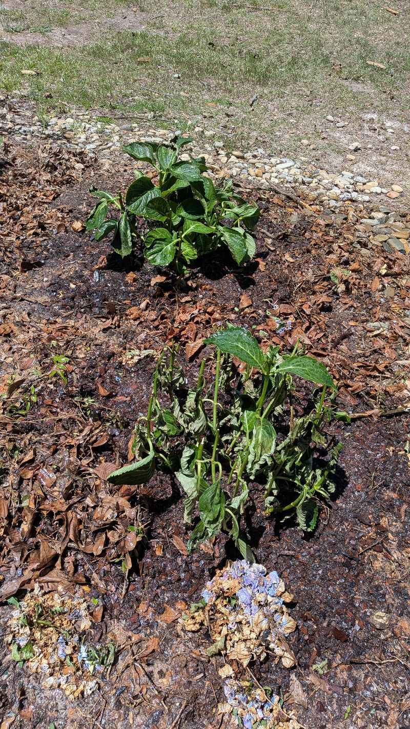 Do Not Drown Roots In Soggy Soil Do Not Drown Roots In Soggy Soil