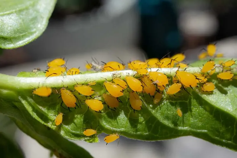 Do Not Eliminate Every Aphid Immediately Do Not Eliminate Every Aphid Immediately