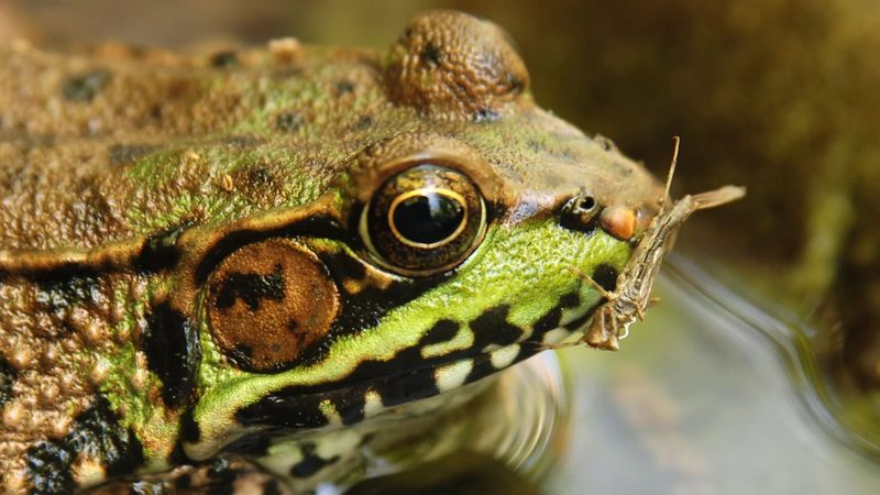 Do Not Expect Frogs To Clear Mosquitoes Overnight Do Not Expect Frogs To Clear Mosquitoes Overnight