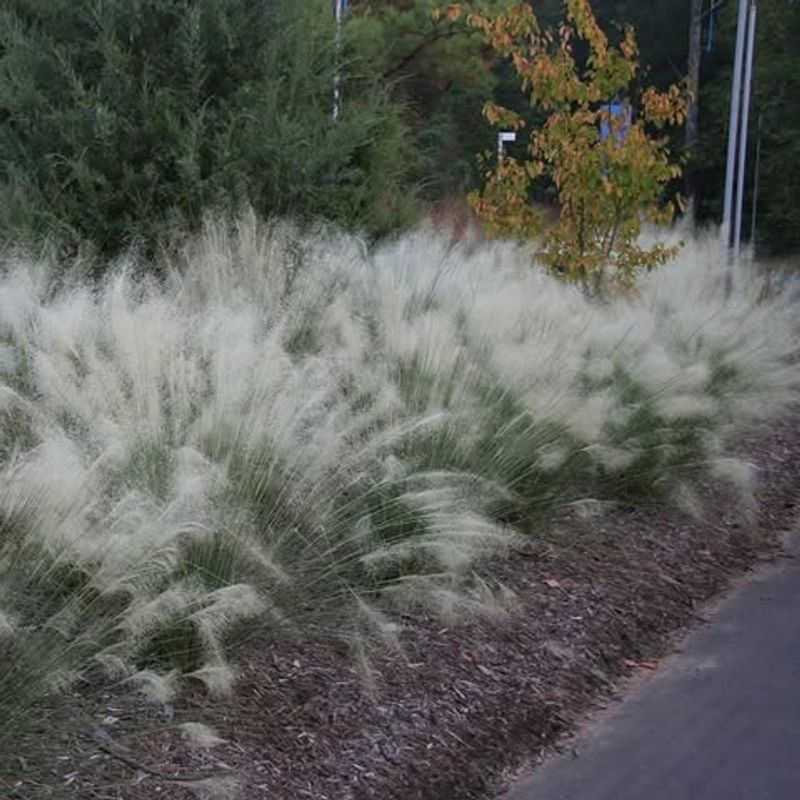 Do Not Feed Floppy Grasses In August Do Not Feed Floppy Grasses In August