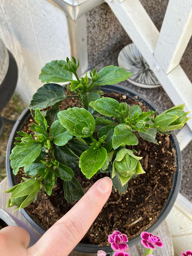 Do Not Force Buds With Heavy Fertilizer