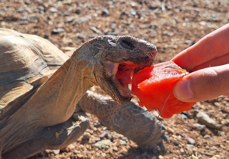 Do Not Give It Food Or Water Like A Pet