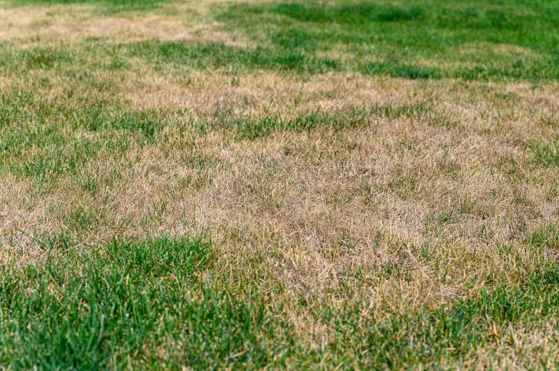 Do Not Ignore Brown Spots And Assume The Lawn Is Gone Do Not Ignore Brown Spots And Assume The Lawn Is Gone