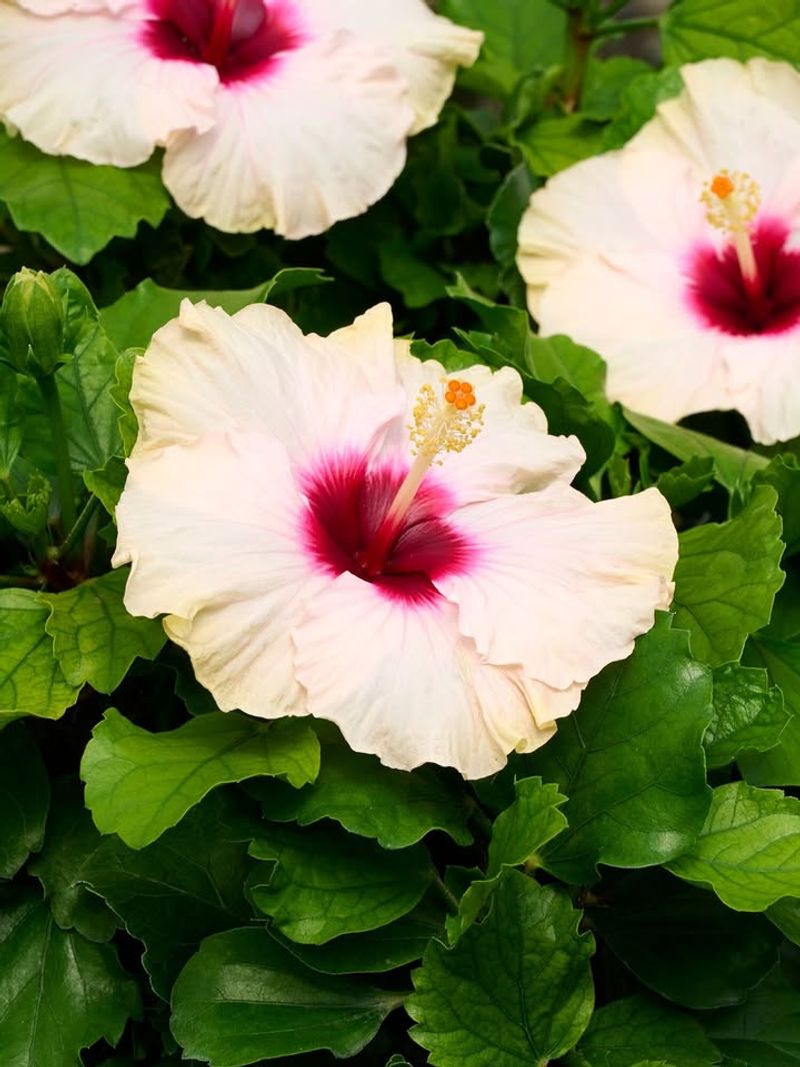 Do Not Let Hibiscus Sit In Water Do Not Let Hibiscus Sit In Water
