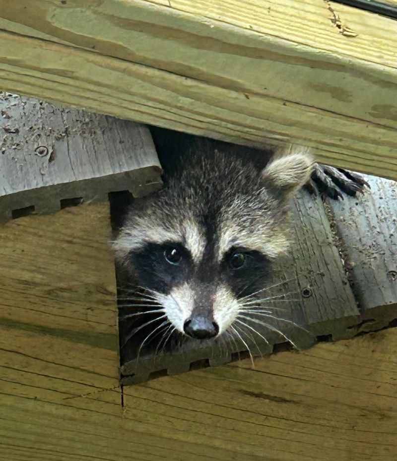 Do Not Let Raccoons Get Comfortable