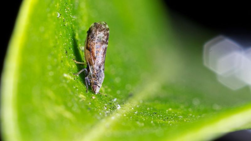 Do Not Move Citrus Leaves Or Cuttings