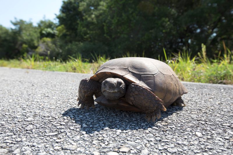 Do Not Move Or Disturb The Tortoise Do Not Move Or Disturb The Tortoise