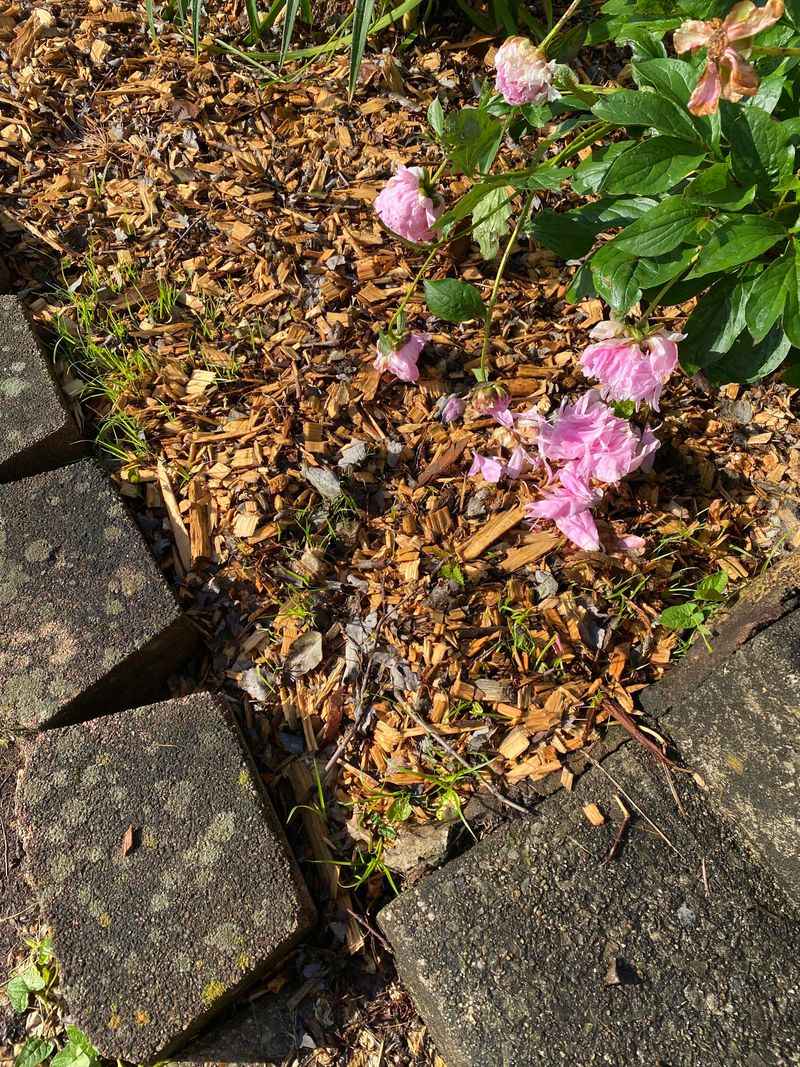 Do Not Pile Mulch Against Plant Stems Do Not Pile Mulch Against Plant Stems