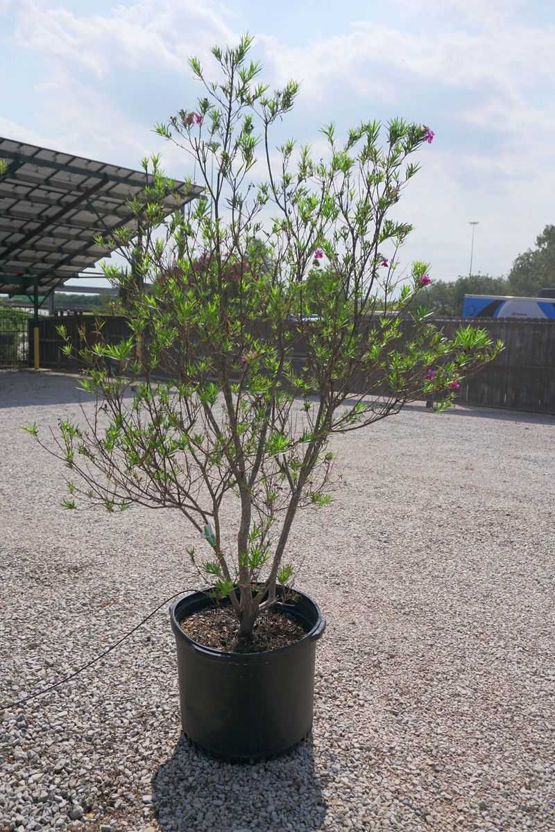 Do Not Plant Or Move The Tree