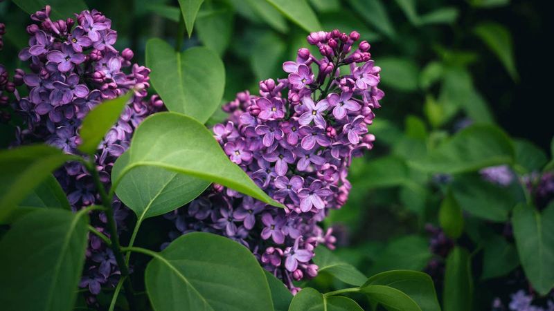 Do Not Prune Lilacs After Buds Are Forming Do Not Prune Lilacs After Buds Are Forming