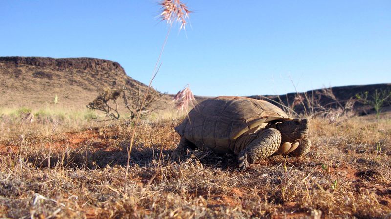 Do Not Release A Captive Tortoise Into The Wild