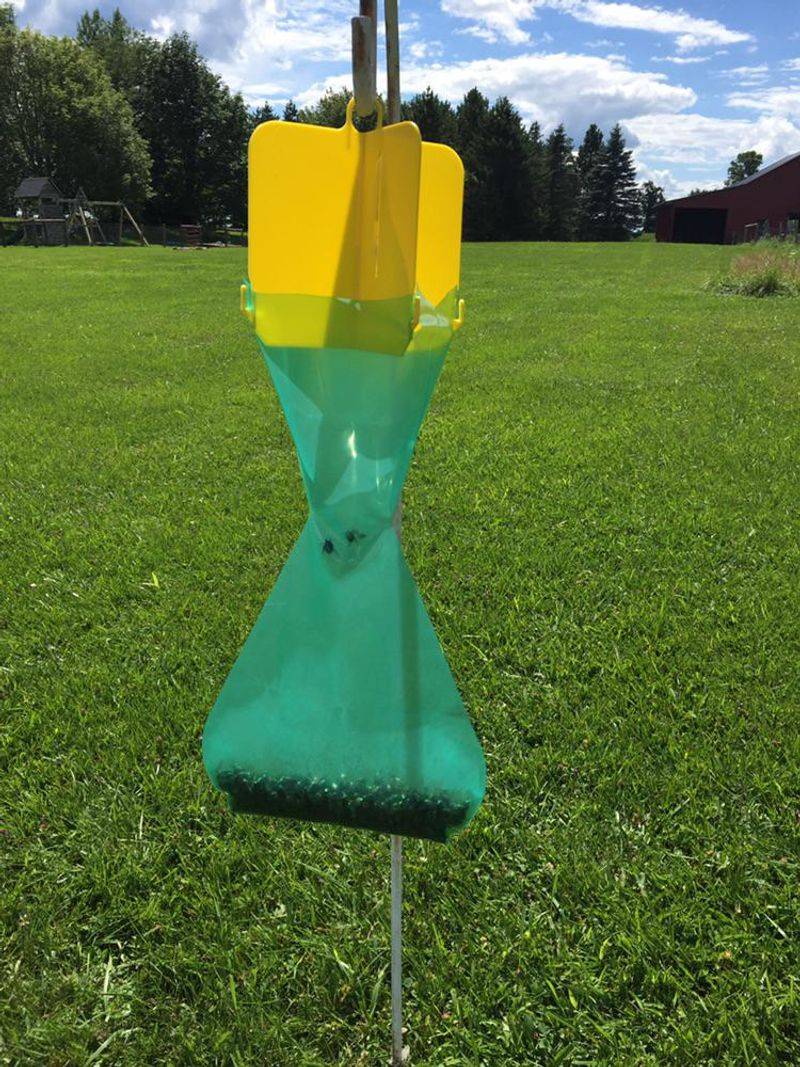 Do Not Rely On Beetle Traps Near The Garden Do Not Rely On Beetle Traps Near The Garden