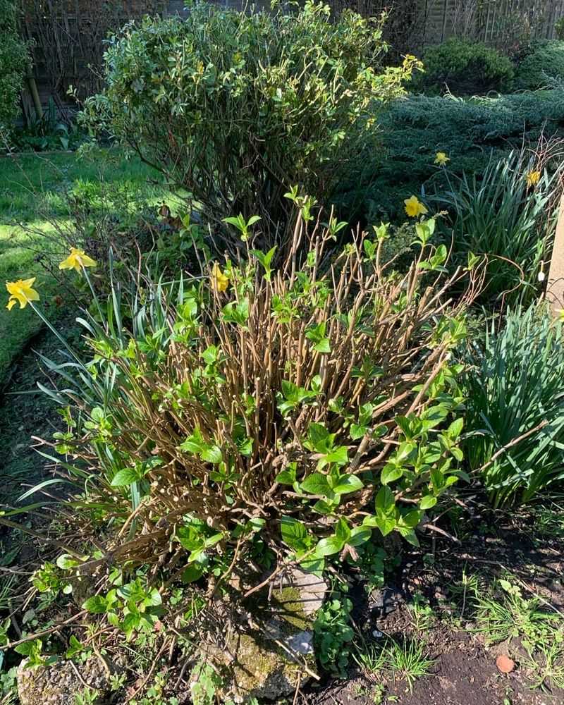 Do Not Shape The Shrub In August Do Not Shape The Shrub In August
