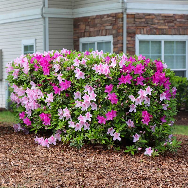 Do Not Shear Azaleas Once Next Year's Buds Set Do Not Shear Azaleas Once Next Year's Buds Set