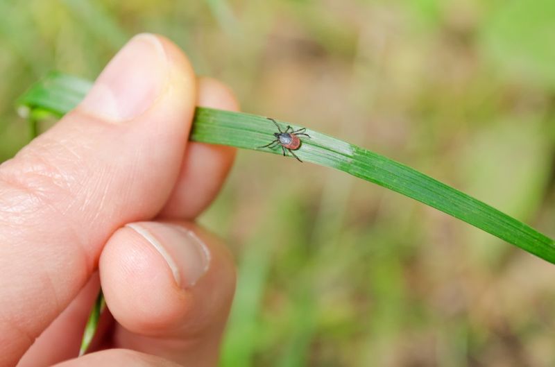 Do Not Trust One Plant To Stop Ticks Do Not Trust One Plant To Stop Ticks