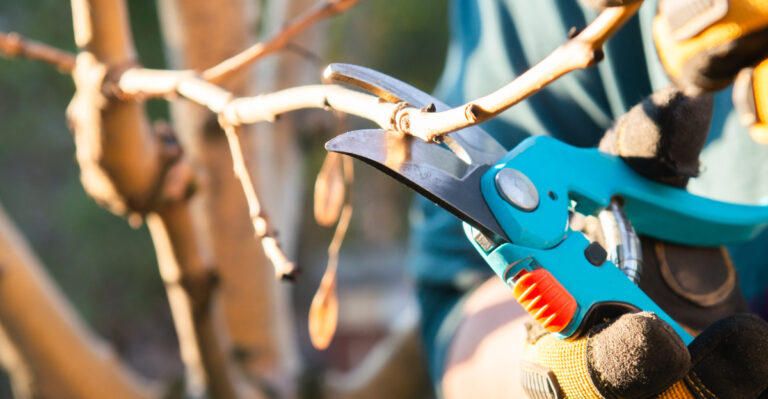Do This To Ohio Fruit Trees Once A Year That Most Ohio Gardeners Completely Skip