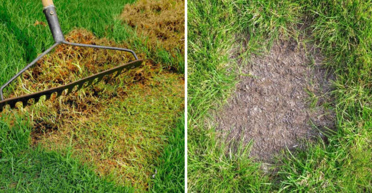 fixing lawn bare patches