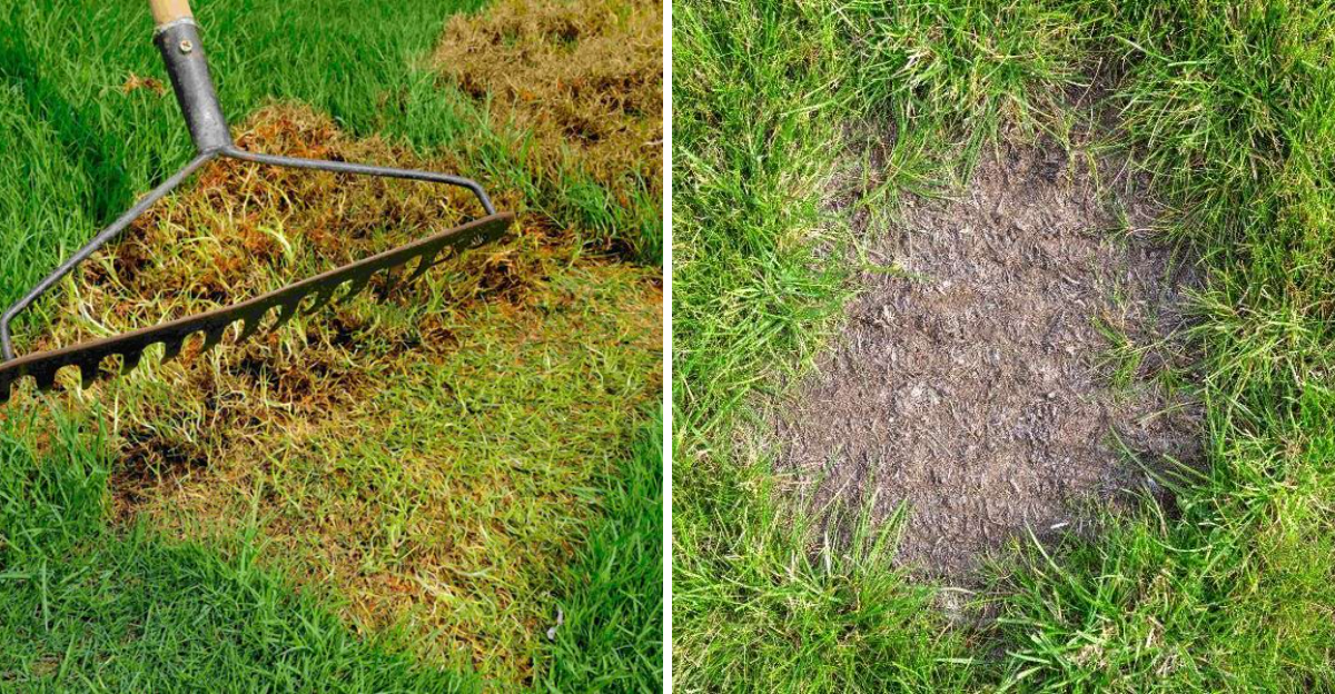 fixing lawn bare patches